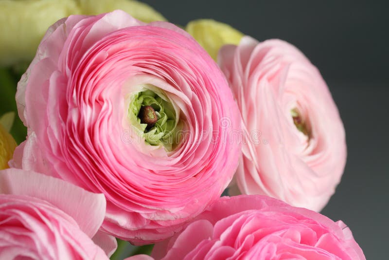 Ранункулюсы pale Pink