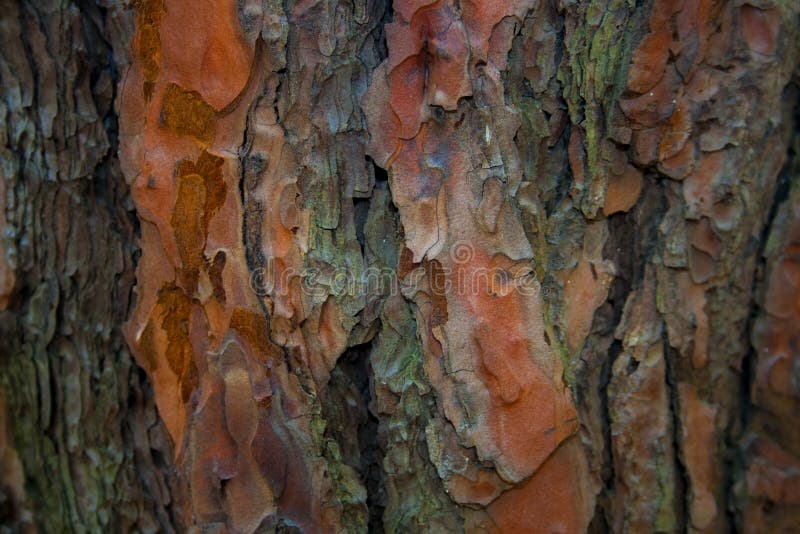 Multicolor background with abstract colored texture. Various color pattern elements. Wooden background. stock photos