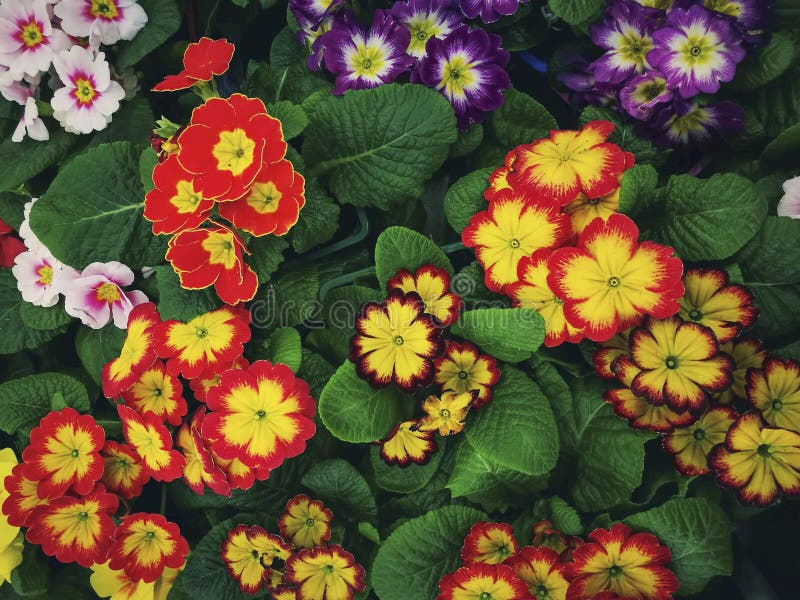 Multicolor English Primrose Primula vulgaris is one of the first flowers to blossom in spring .
