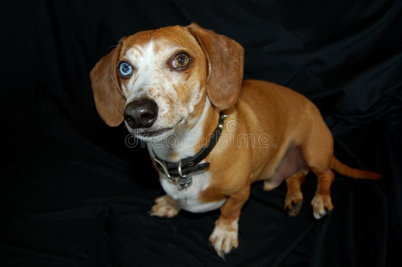 Multicolor Eyes Dachshund stock image. Image of front - 41821707
