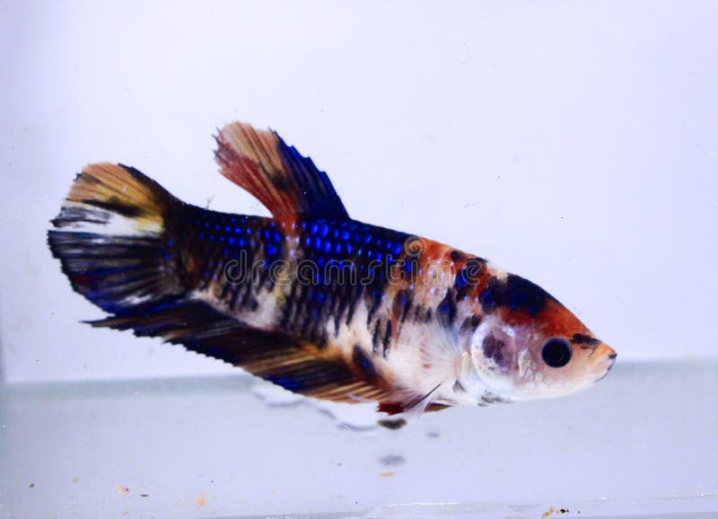 Expensive betta clearance fish