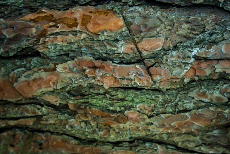 Multicolor background with abstract colored texture. Various color pattern elements. Wooden background. stock images