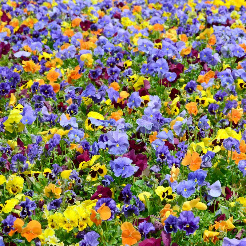 Multicolor Pansy Flowers Or Pansies Close Up As Background Or Card ...