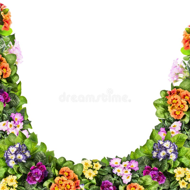 Multicolor primula flowers frame, isolated on white