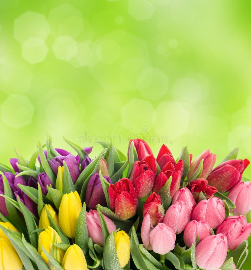Spring Tulip Flowers Bouquet Blurred Background Stock Photo