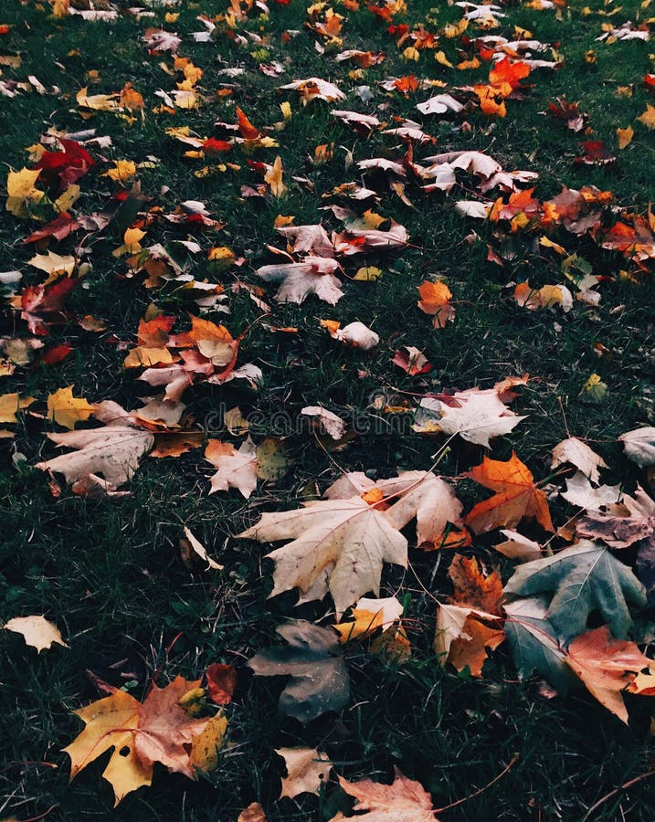 Multicolord Leaves on Green Grass during Autumn. Season Concept ...