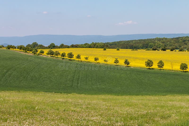 Multicolored agricultural fields. Spring rural landscape. Blue sky, green wheat, yellow rape.