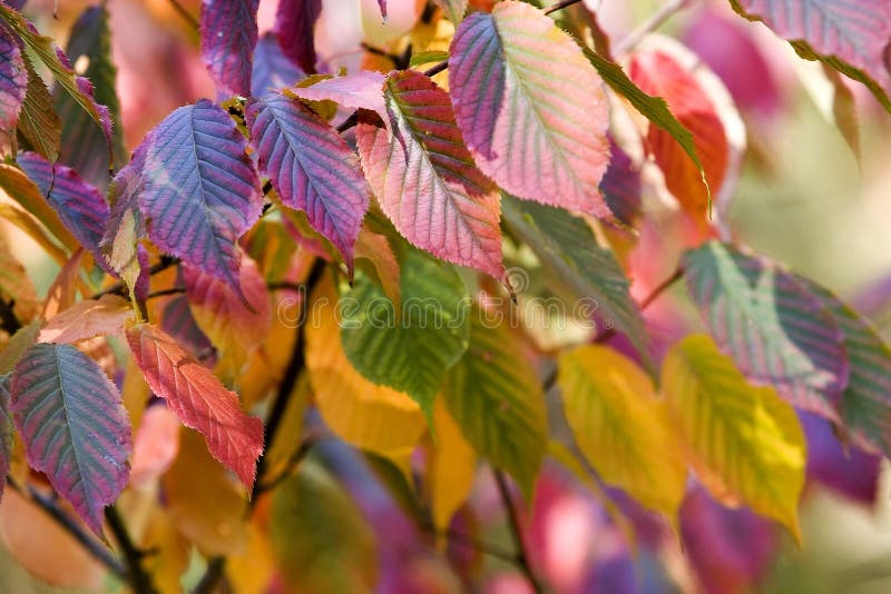 Multicolored autumn leaves