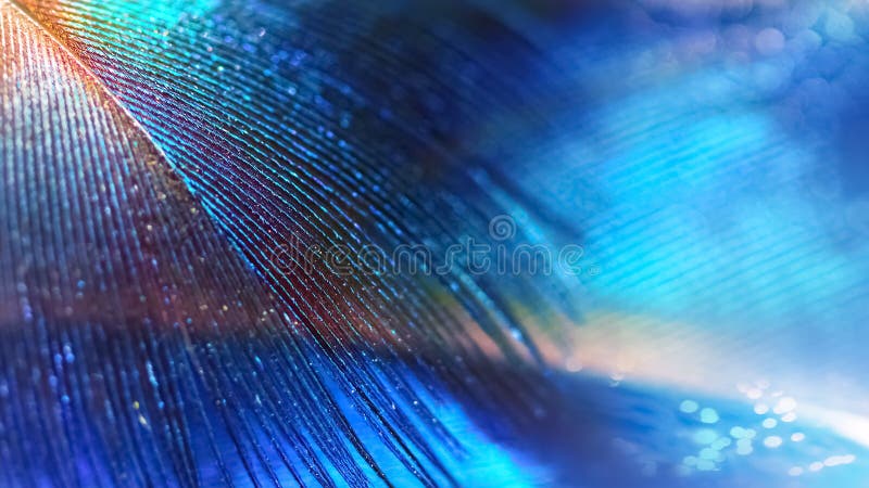 Multicolored bright natural background of feathers of tropical birds. Blue, purple, yellow, green glowing tone. Summer tropical co