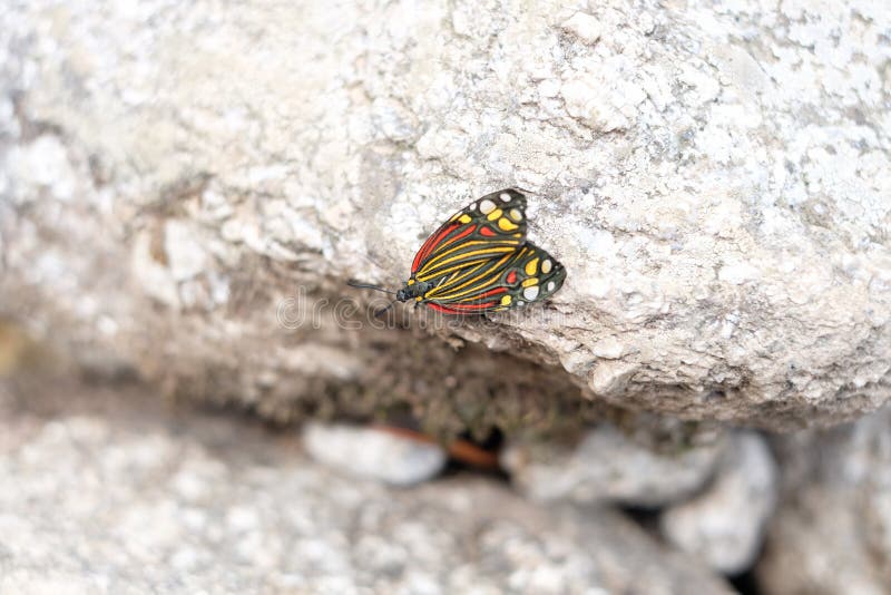 Multicolored butterly op granietsteen royalty-vrije stock afbeelding Multicolored butterly op granietsteen royalty-vrije stock afbeelding