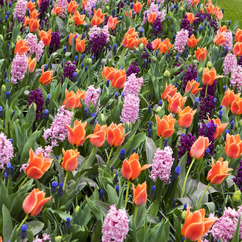 The Multicolored Fields of Daffodils, Tulips and Hyacinths in Holland Stock Image Image of