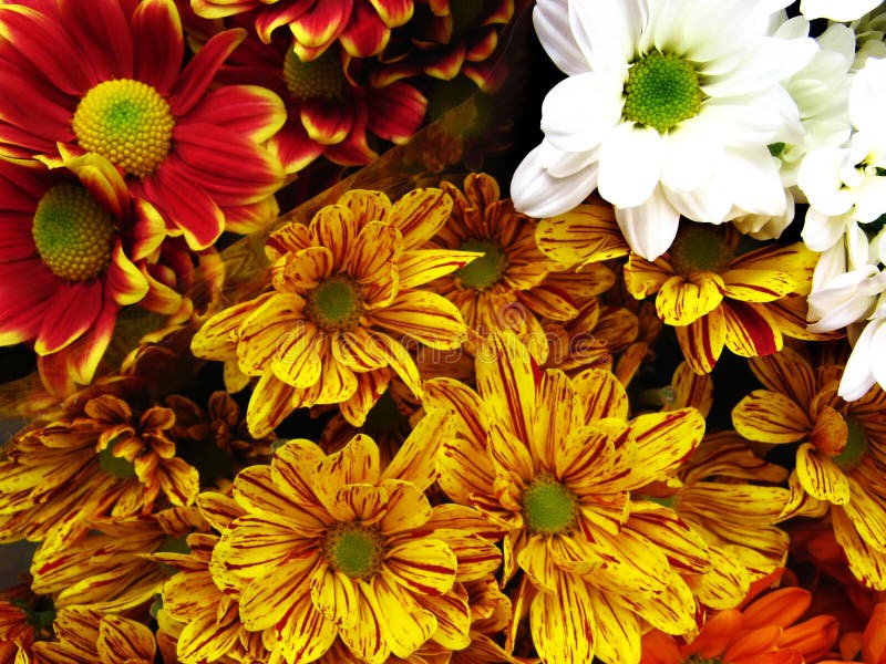 Multicolored Gerbera Daisies Stock Photo Image of striped, bunch 6204734