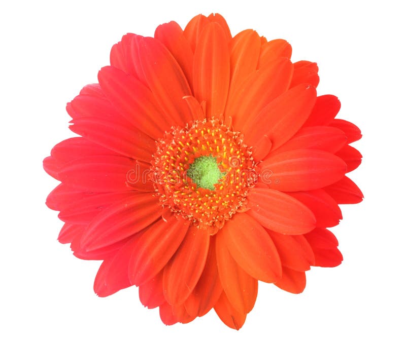 Multicolored gerbera flower