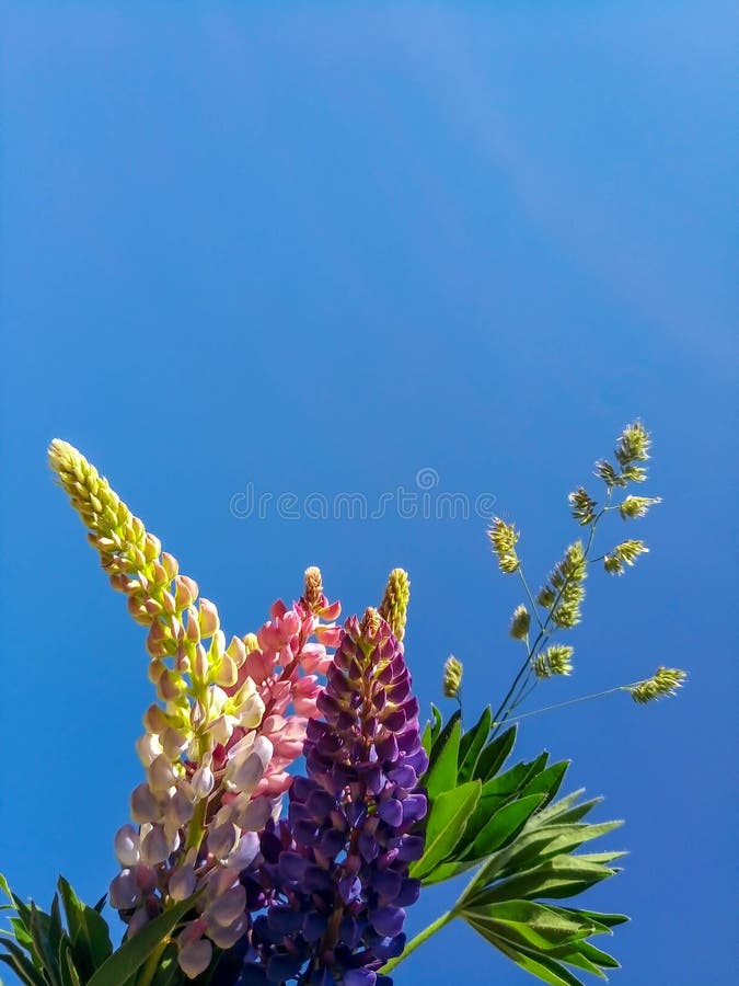 Multicolored lupines tegen de hemelbloesem stock afbeelding Multicolored lupines tegen de hemelbloesem stock afbeelding