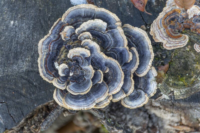 Multicolored polypore mushroom on an old tree stump