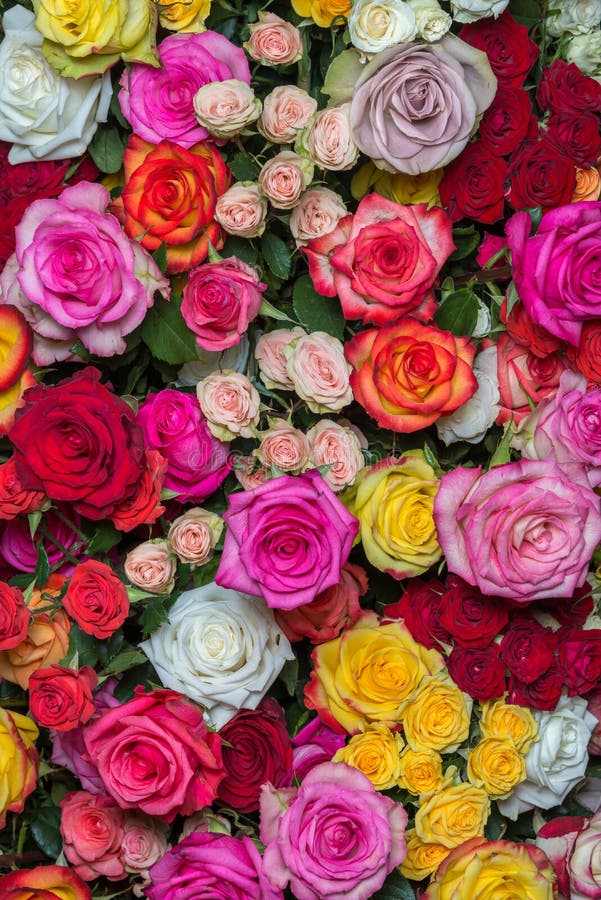 Large bright bouquet of multicolored roses