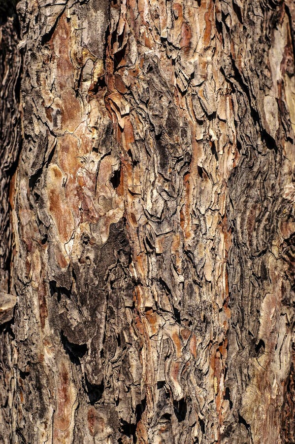 Multicolored texture of pine tree bark stock images