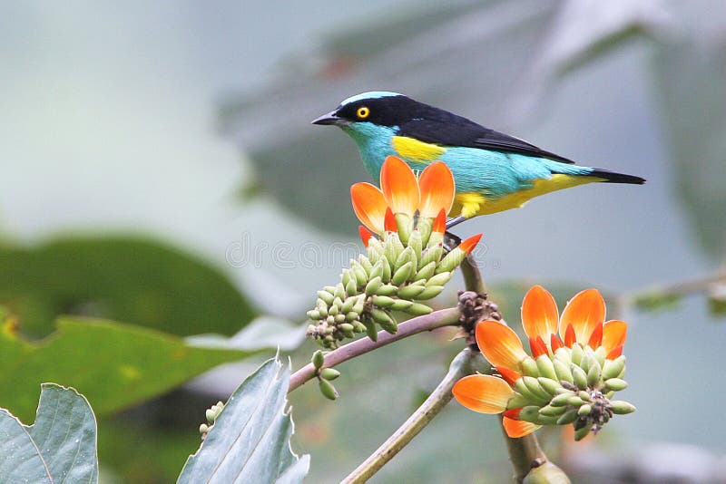 Kleurrijke tropische vogel & bloemen in Ecuador royalty-vrije stock foto