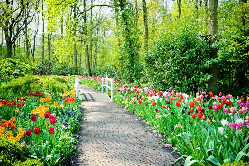 Multicolored tulips in Keukenhof Gardens