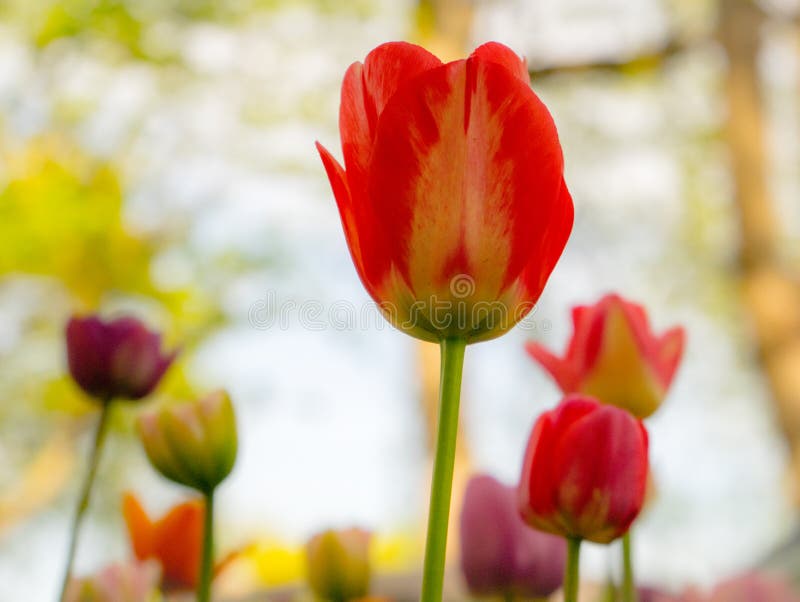 Symbol of Happiness, Love, Admiration Stock Photo - Image of background, bouquets: 148482902 Symbol of Happiness, Love, Admiration Stock Photo - Image of background, bouquets: 148482902