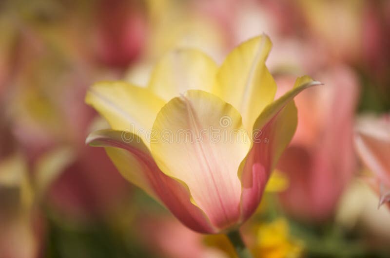 Multicolored tulips in the sunlight