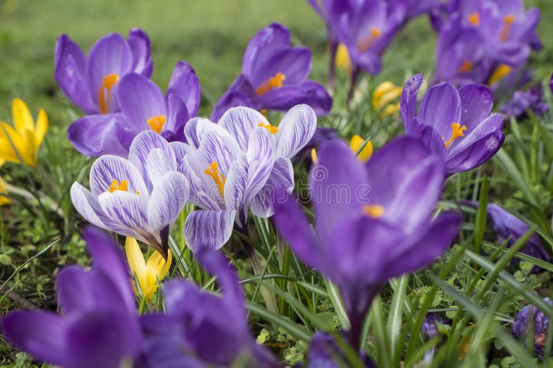 Multicoloured Crocus Flowers Growing In Grass Stock Image Image of