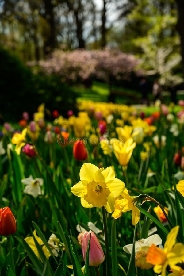 Multicolours-Blumenfeldabschlu? oben in Holland, Fr?hlingszeitblumen in Keukenhof lizenzfreies stockfoto Multicolours-Blumenfeldabschlu? oben in Holland, Fr?hlingszeitblumen in Keukenhof lizenzfreies stockfoto