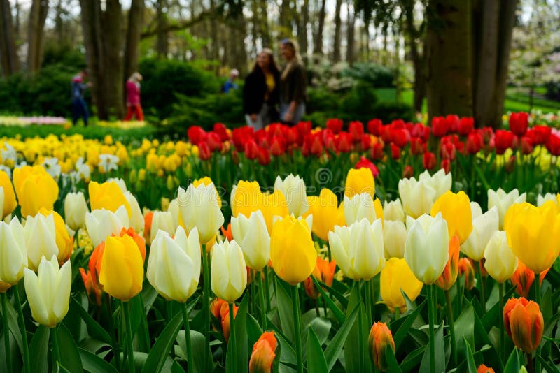 Multicolours-Blumenfeldabschlu? oben in Holland, Fr?hlingszeitblumen in Keukenhof lizenzfreie stockfotos Multicolours-Blumenfeldabschlu? oben in Holland, Fr?hlingszeitblumen in Keukenhof lizenzfreie stockfotos