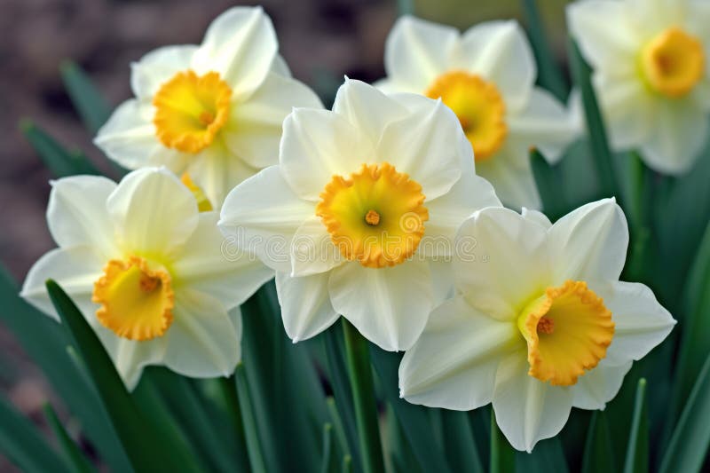Multiple Blooms of Fragrant Delight Jonquilla Daffodils in Exquisite Array stock image