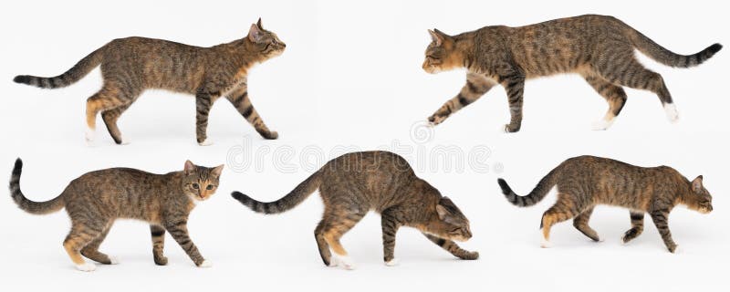 multiple cat