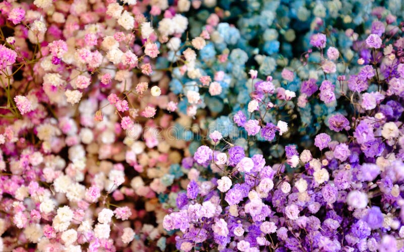 Multi Colored Gypsophila To Bring a Bouquet Together Background Stock ...