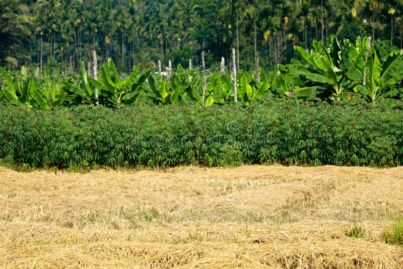 Multiple cultivation , paddy, tapioca, Plantain, coconut and areca nut in a single field stock photos
