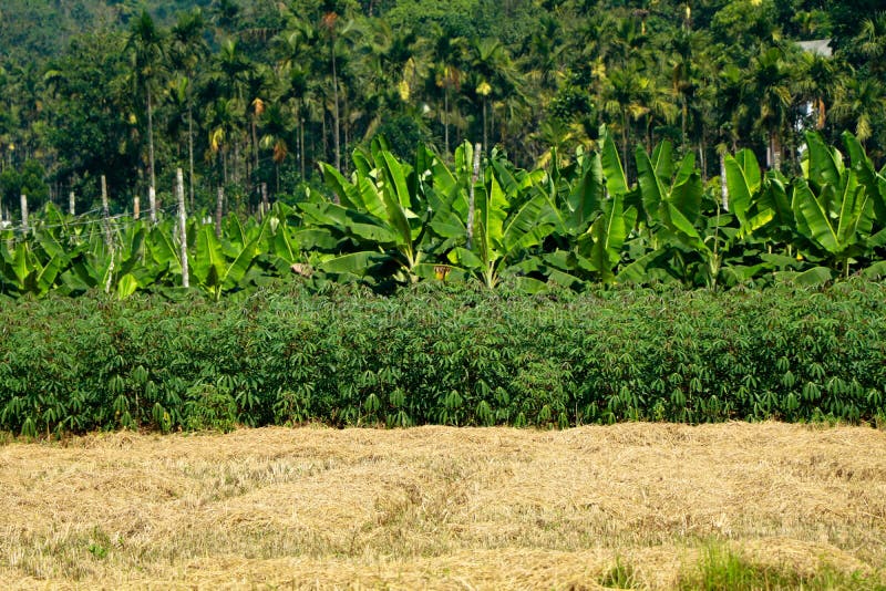 Multiple cultivation , paddy. tapioca, Plantain, coconut and areca nut in a single field stock photography
