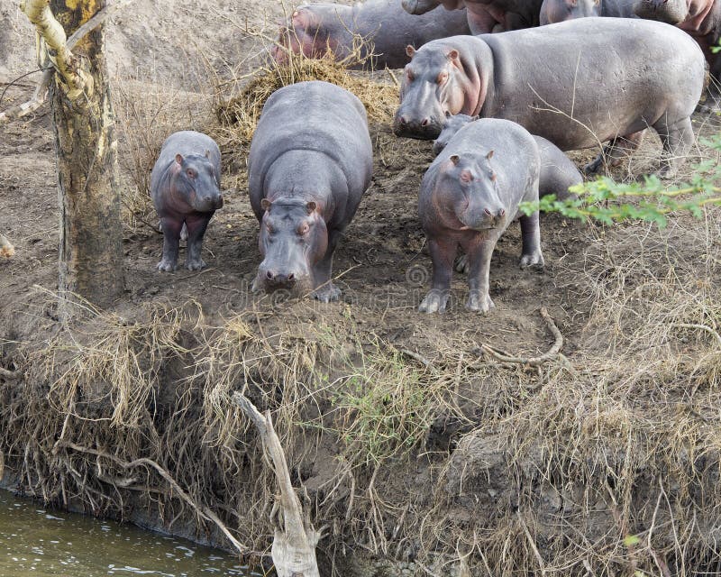 Multiple hippos of different sizes standing at the edge of the river contemplating entering