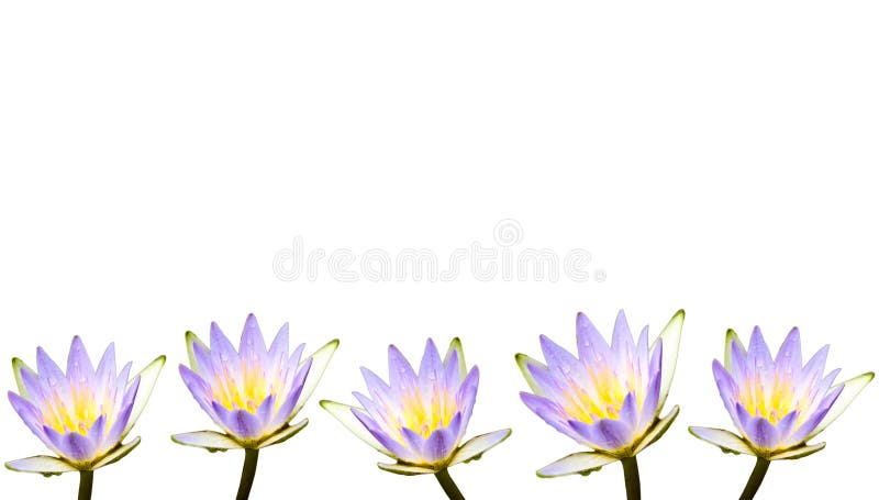 Multiple purple lotus flowers or water lilies covered by water droplets stock image Multiple purple lotus flowers or water lilies covered by water droplets stock image