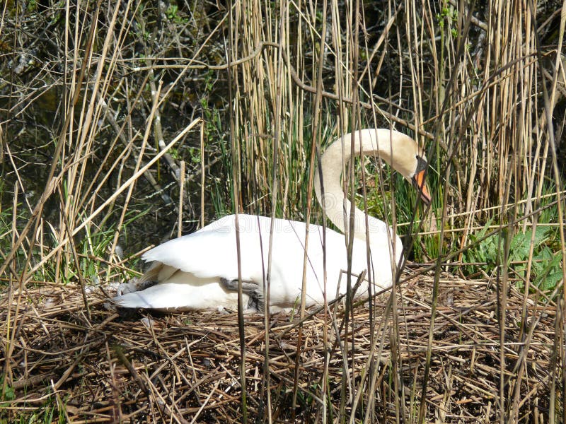 Multiplication du cygne blanc photos libres de droits Multiplication du cygne blanc photos libres de droits