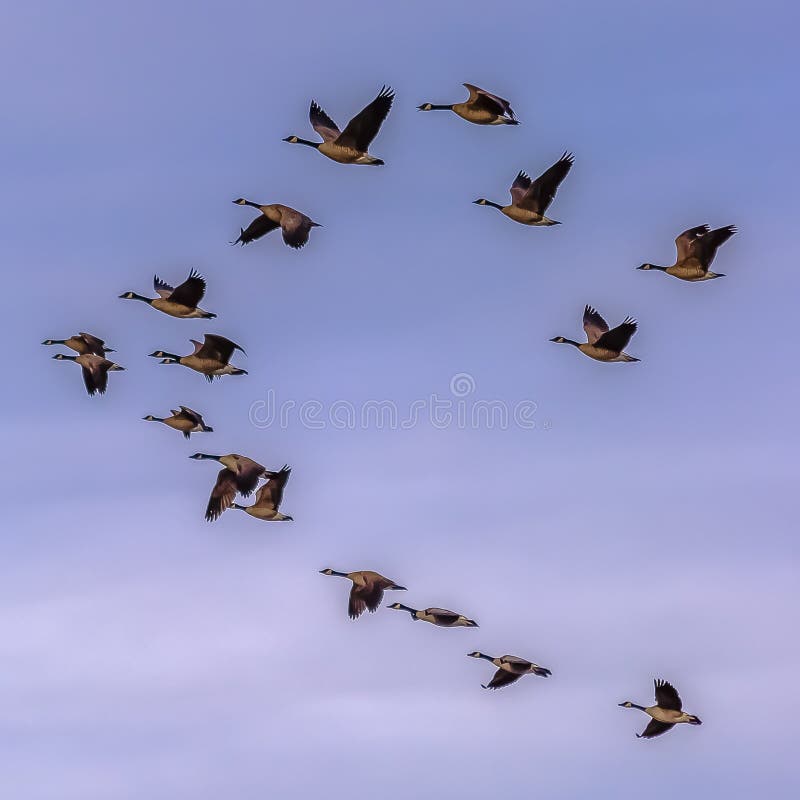 Multitud cuadrada de los pájaros que vuelan contra el cielo azul nebuloso con las nubes fotos de archivo Multitud cuadrada de los pájaros que vuelan contra el cielo azul nebuloso con las nubes fotos de archivo