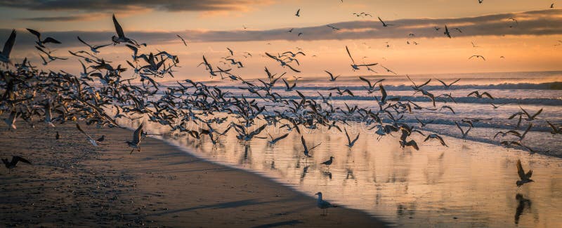 Multitud de gaviotas en la playa en la puesta del sol imagen de archivo Multitud de gaviotas en la playa en la puesta del sol imagen de archivo
