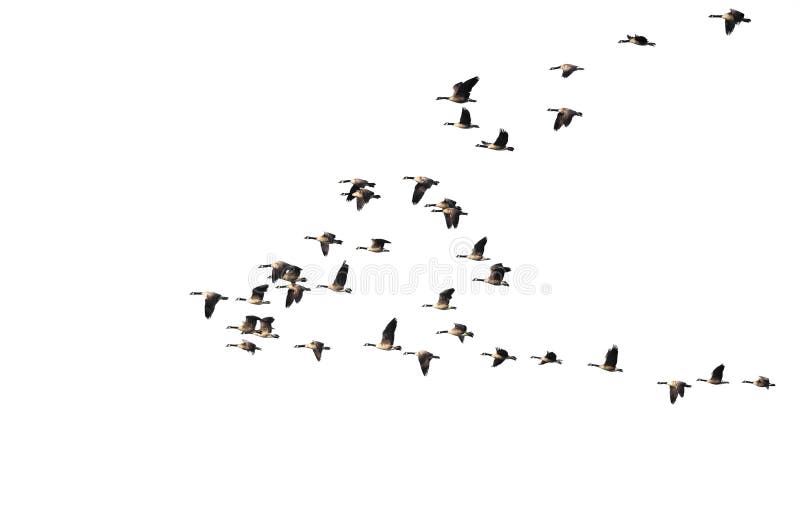 Multitud de los gansos de Canadá que vuelan en un fondo blanco