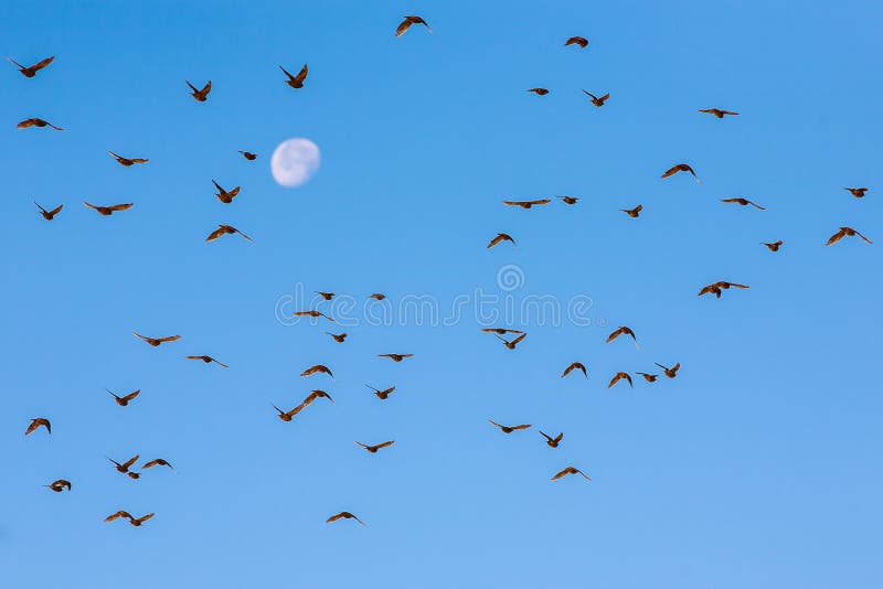 Bandada de pájaros volando contra la luna foto de archivo