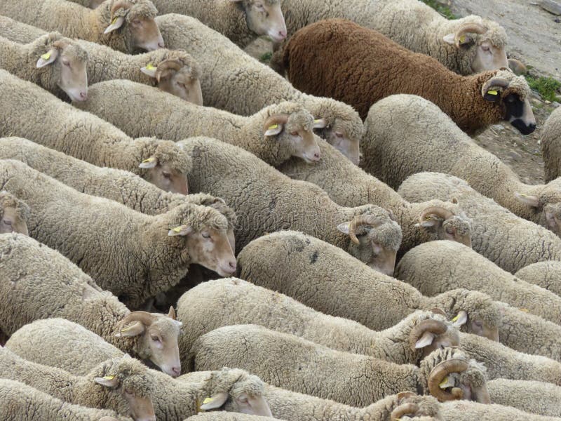 MULTITUD DE OVEJAS Y DE RAM fotografía de archivo MULTITUD DE OVEJAS Y DE RAM fotografía de archivo