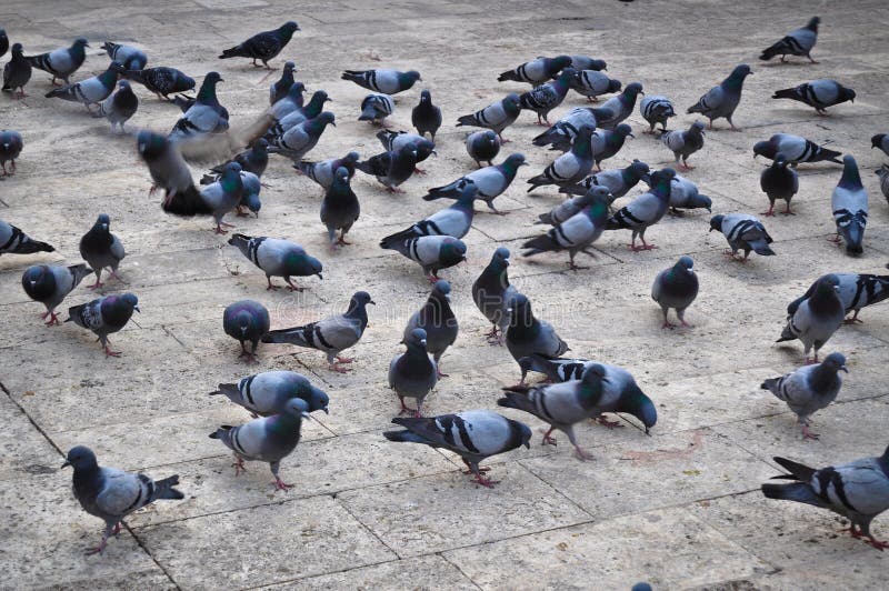Multitud de palomas fotografía de archivo Multitud de palomas fotografía de archivo