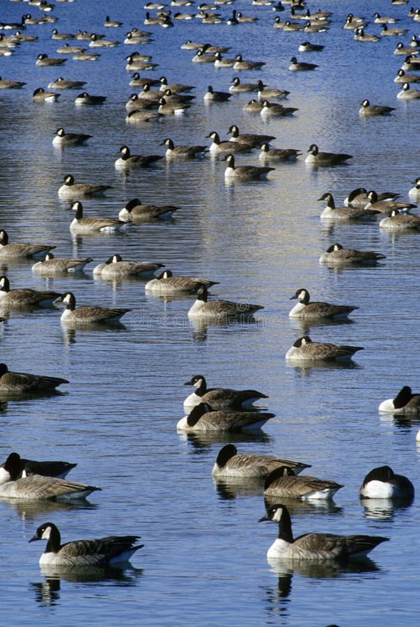 Flock of ducks on pond, Pierre, SD. Flock of ducks on pond, Pierre, SD