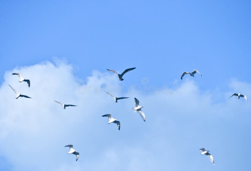 Bandada de pájaros fotos de archivo