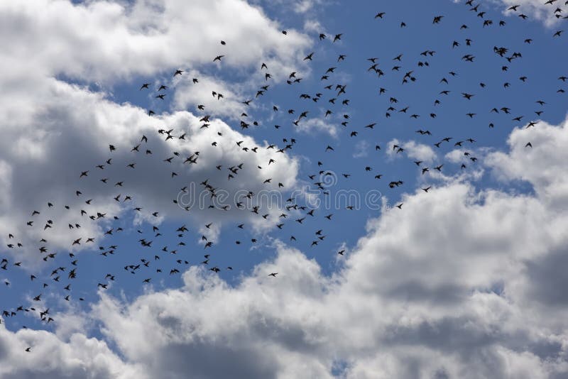 Bandada de Pájaros foto de archivo