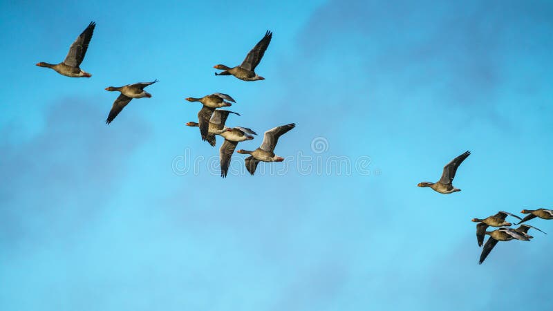 Multitud del Anser del Anser de los gansos de ganso silvestre en vuelo fotografía de archivo libre de regalías Multitud del Anser del Anser de los gansos de ganso silvestre en vuelo fotografía de archivo libre de regalías