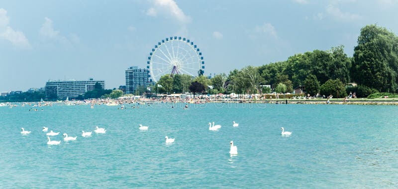 Multitud del cisne en el lago Balaton en Siofok con la noria en th fotografía de archivo