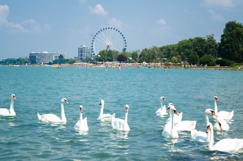 Multitud del cisne en el lago Balaton en Siofok con la noria en th imagen de archivo libre de regalías