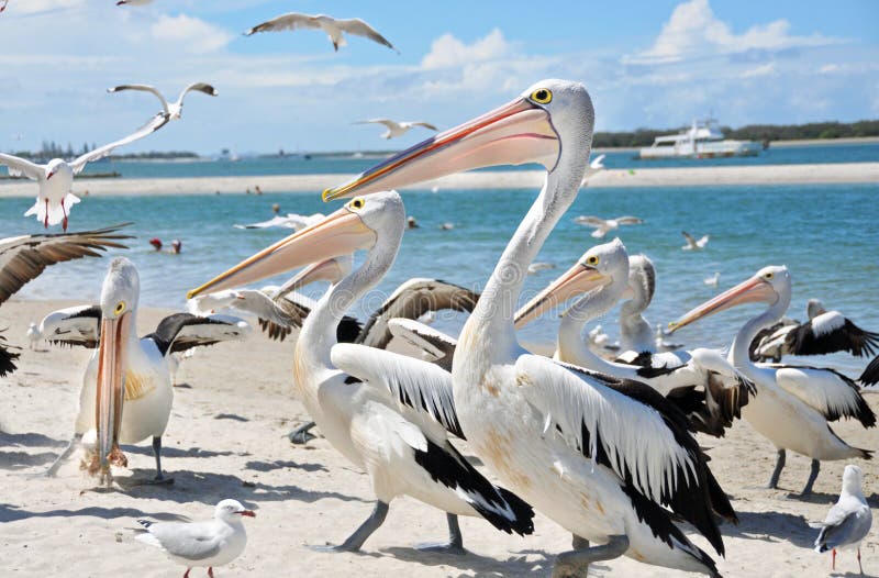 Multitud grande de pelícanos y de pájaros de mar en las playas hermosas de Gold Coast, Australia
