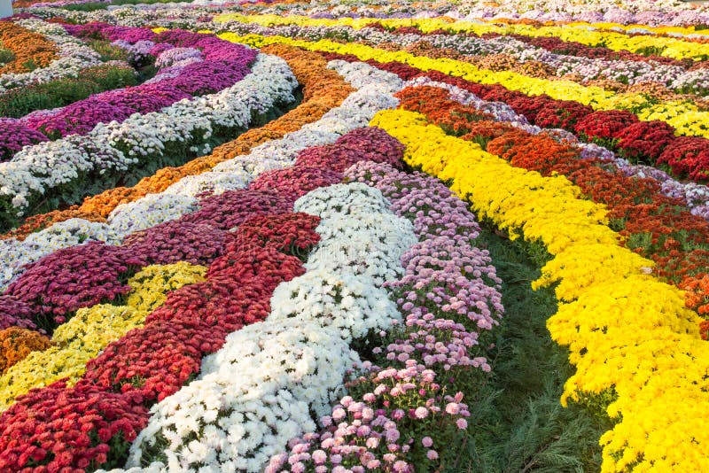 Mum chrysanthemum flower carpet